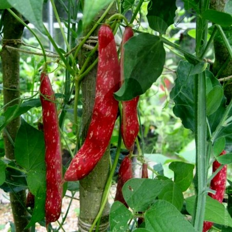 Price: €1.95 - Graines de haricot nain Borlotto Lingua Di Fuoco -