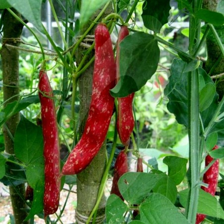 Sementes de feijão Borlotto Lingua Di Fuoco