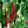 Price: €1.95 - Semillas de frijol Borlotto Lingua Di Fuoco - 