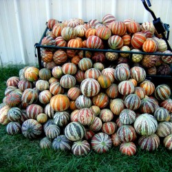 Price: €2.95 - Sementes de Rare KAJARI Melão Doce - Seeds Gallery