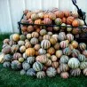Sällsynta KAJARI Melon Frön