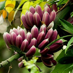 Бирманские синие банановые семена (Musa itinerans) 3.05 - 2