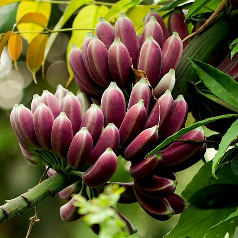 Price: €4.5 - Seme Burmanske Plave Banane (Musa itinerans) - 