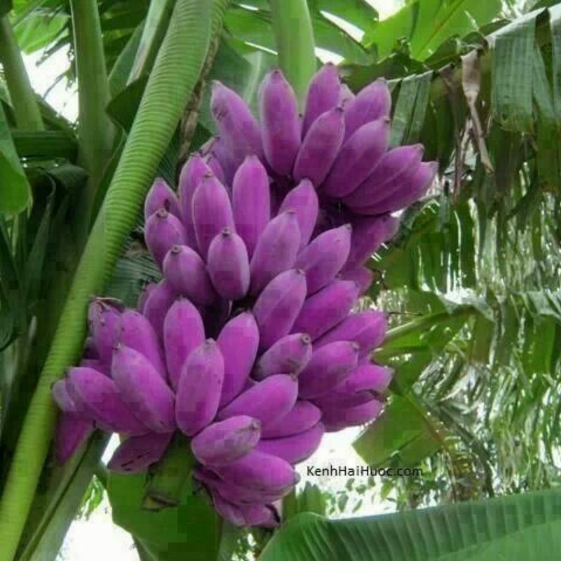 Price: €4.5 - Seme Burmanske Plave Banane (Musa itinerans) - 