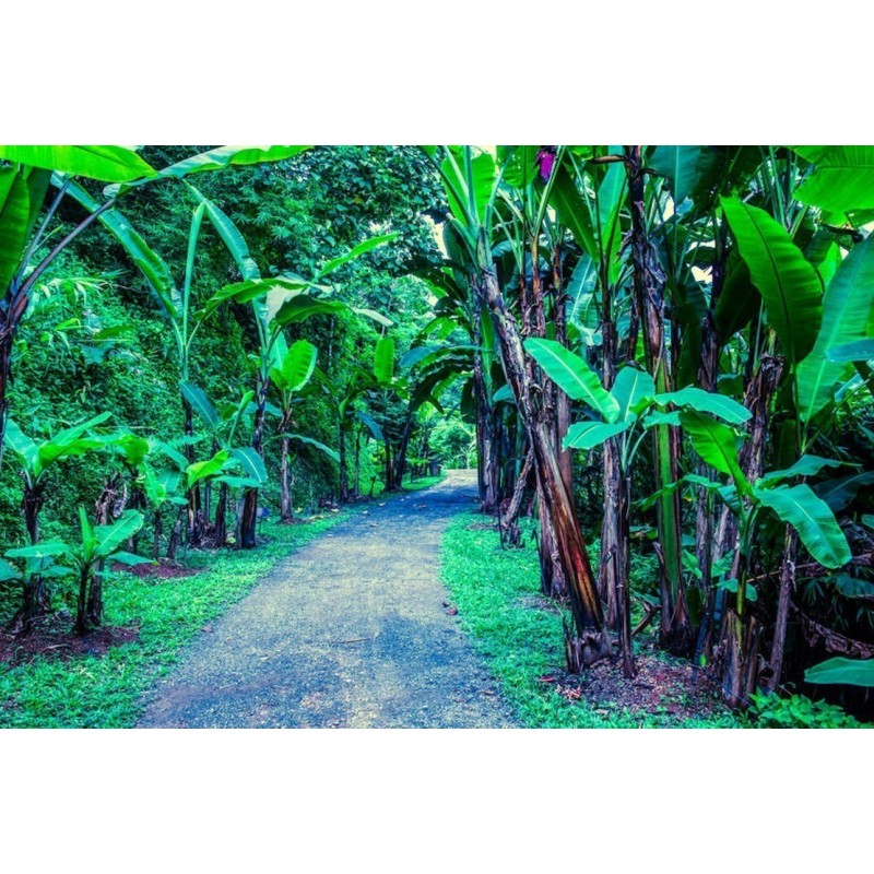 Price: €4.5 - Seme Burmanske Plave Banane (Musa itinerans) - 