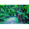 Price: €4.5 - Seme Burmanske Plave Banane (Musa itinerans) - 