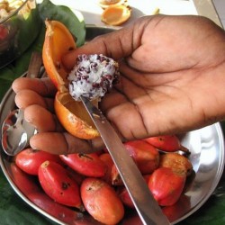 Σπόροι Jinguenga, φρούτα Heaven (Aframomum alboviolaceum) 3.45 - 2