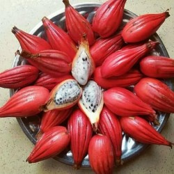 Семена Jinguenga, Небесный фрукт (Aframomum alboviolaceum) 3.45 - 1