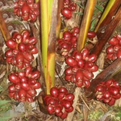 Semi Jinguenga, Cielo frutta (Aframomum alboviolaceum) 3.45 - 4