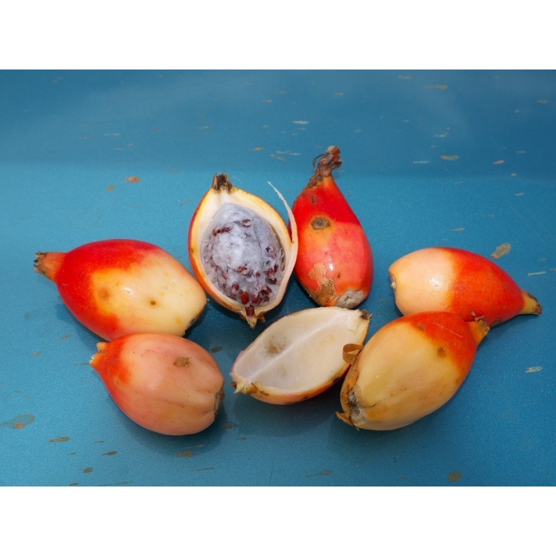 Price: €3.45 - Jinguenga, Nebeski Plod Seme (Aframomum alboviolaceum) - 