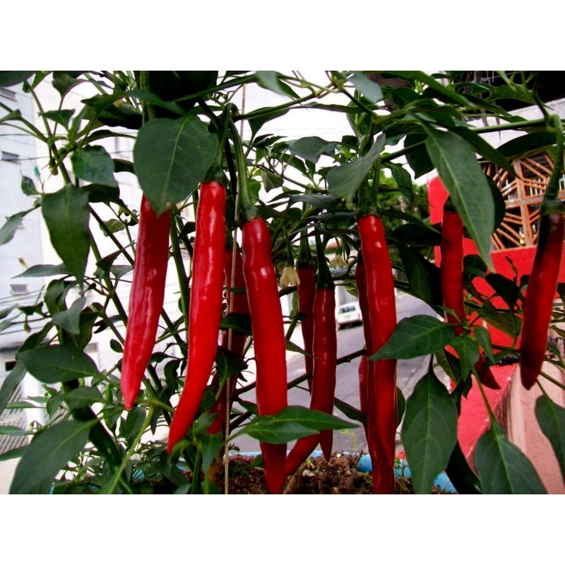 Price: €1.85 - Sementes de Pimenta Cayenne Long Slim - Cayenne longo e fino - Unbranded