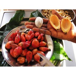 Семена Jinguenga, Небесный фрукт (Aframomum alboviolaceum) 3.45 - 8