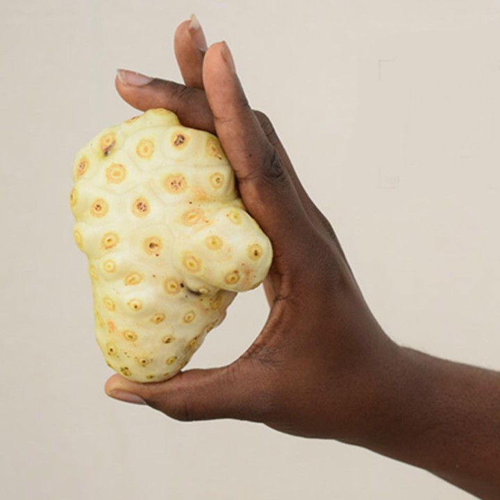 Nasiona noni (Morinda citrifolia, Rubiaceae) - 410.513513