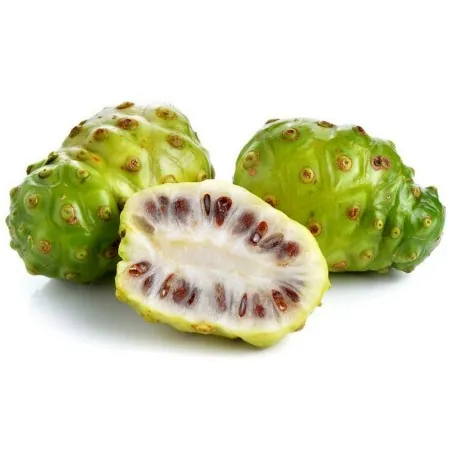 Semillas de Noni (Morinda citrifolia)