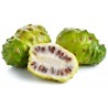 Price: €2.2 - Noni Seme (Morinda citrifolia, Rubiaceae) - 