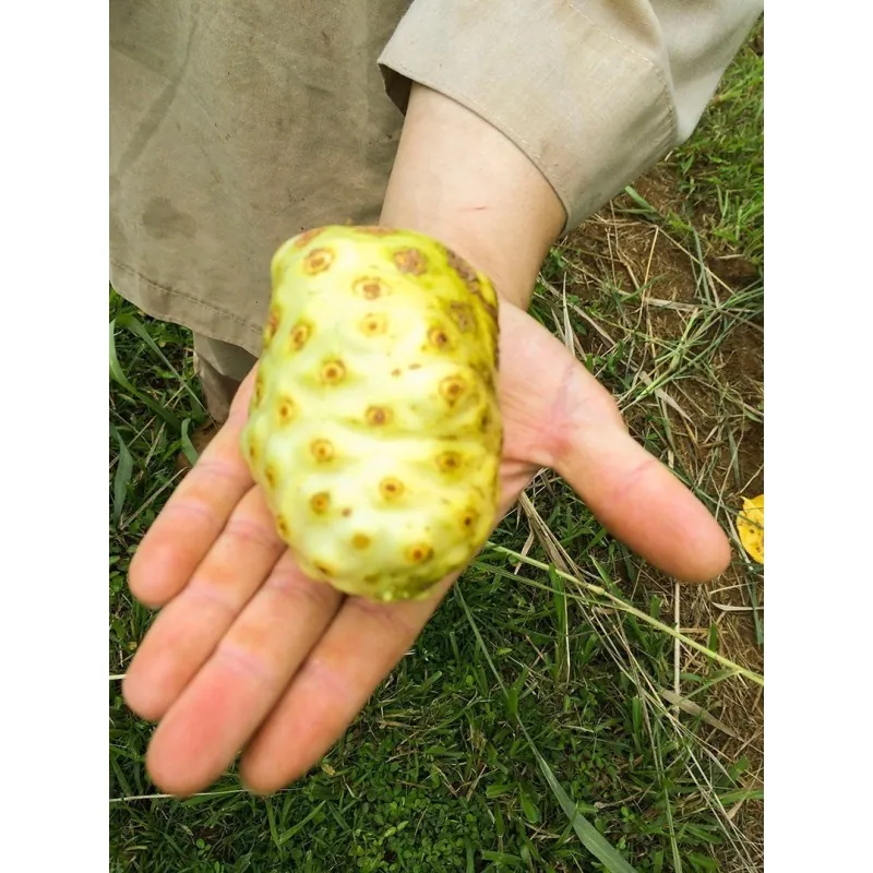 Semena noni (Morinda citrifolia, Rubiaceae)