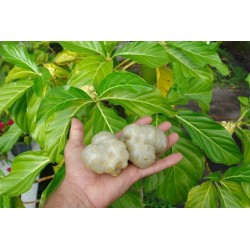 Σπόροι Νόνι (Morinda citrifolia) 1.95 - 5