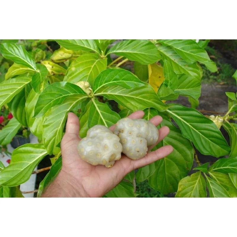 Noni Seme (Morinda citrifolia, Rubiaceae)