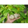 Noni Seme (Morinda citrifolia, Rubiaceae)