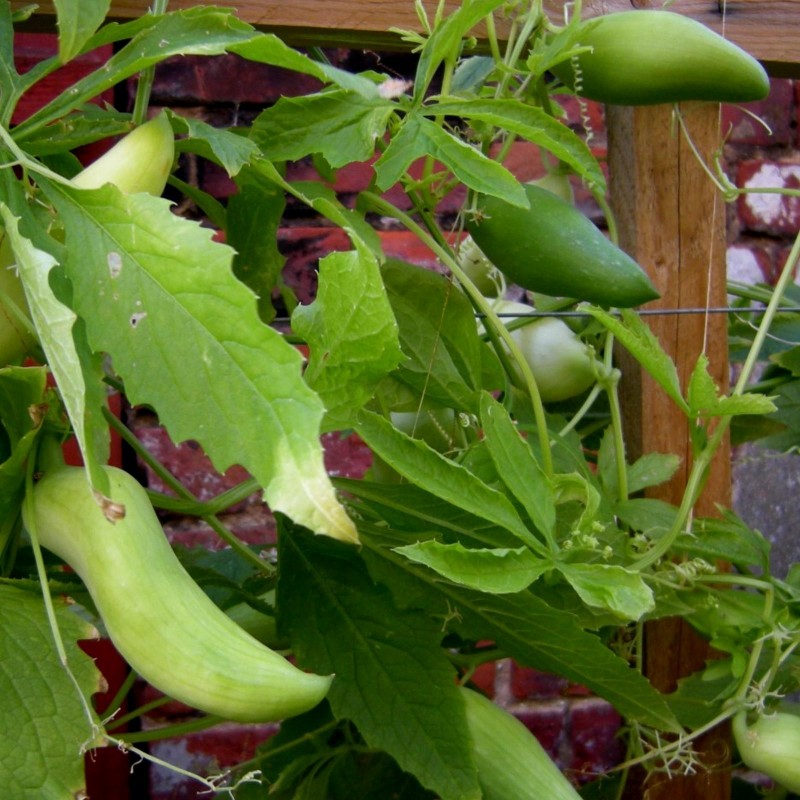 Price: €3.5 - Semi di Caigua - Cetriolo Inca (Cyclanthera Pedata) - Seeds Gallery