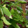Price: €3.5 - Semi di Caigua - Cetriolo Inca (Cyclanthera Pedata) - Seeds Gallery