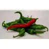 Graines de Piments Cayenne Long Slim
