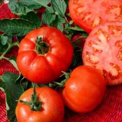 Sementes de tomate Saint Pierre 1.5 - 4