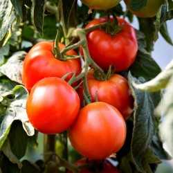 Sementes de tomate Saint Pierre 1.5 - 2