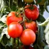 Saint Pierre Tomatensamen