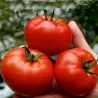 Saint Pierre Tomatensamen