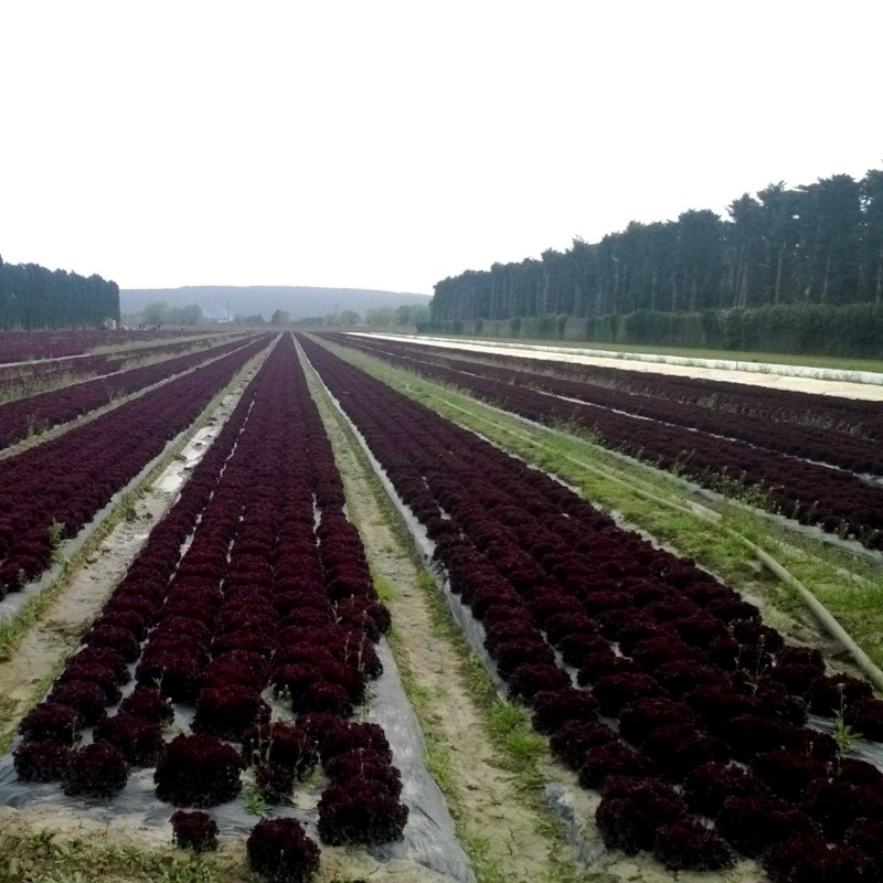 Price: €1.1 - Graines Laitue Salade Lollo Rossa Concorde - 