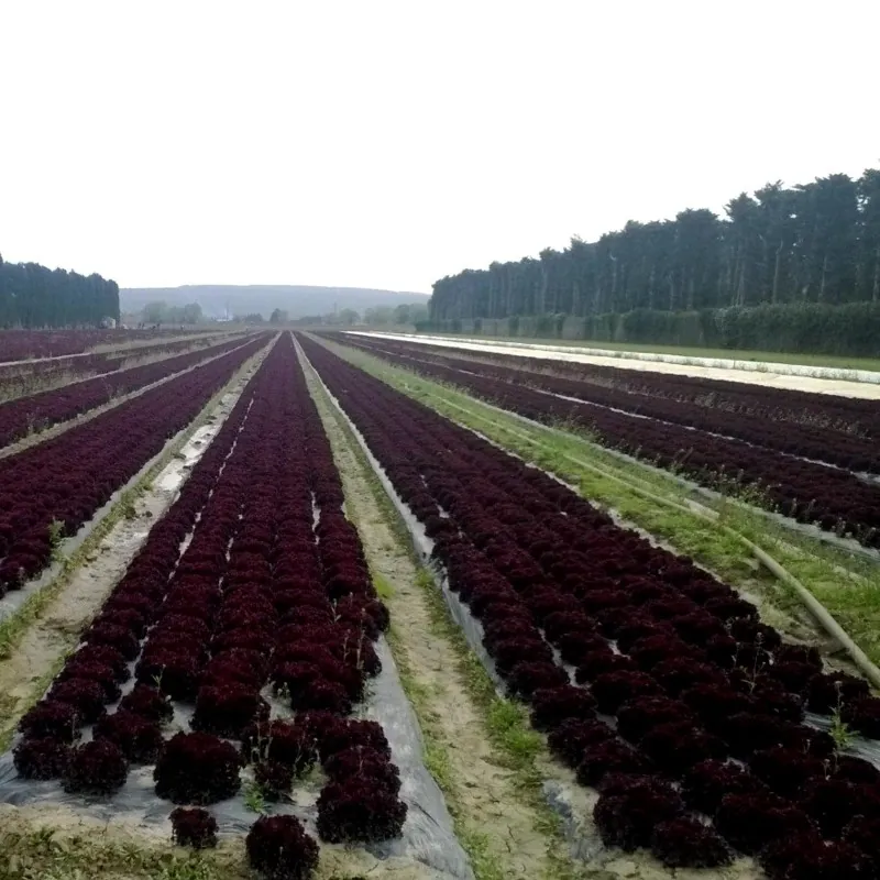 Salátamagvak Lollo Rossa Concorde