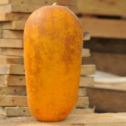 Price: €2.05 - Sementes De Pepino HMONG RED - Seeds Gallery