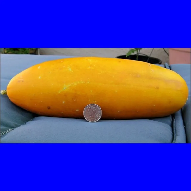 Rare Heirloom HMONG RED Cucumber Seeds