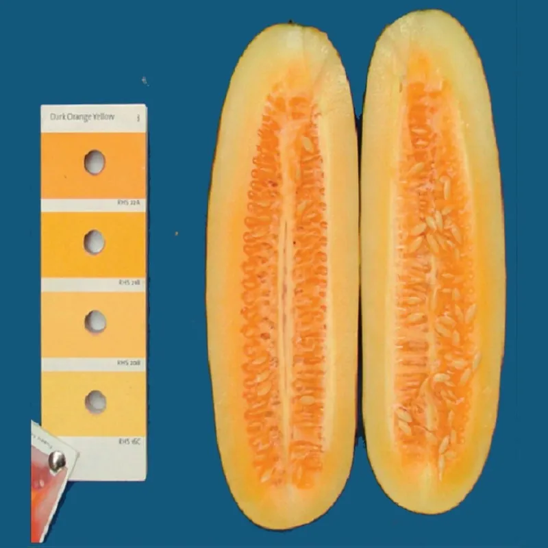Rare Heirloom HMONG RED Cucumber Seeds
