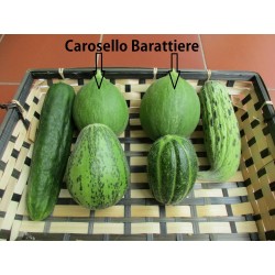 Sementes de Melon - Pepino Carosello Barattiere 2.95 - 3
