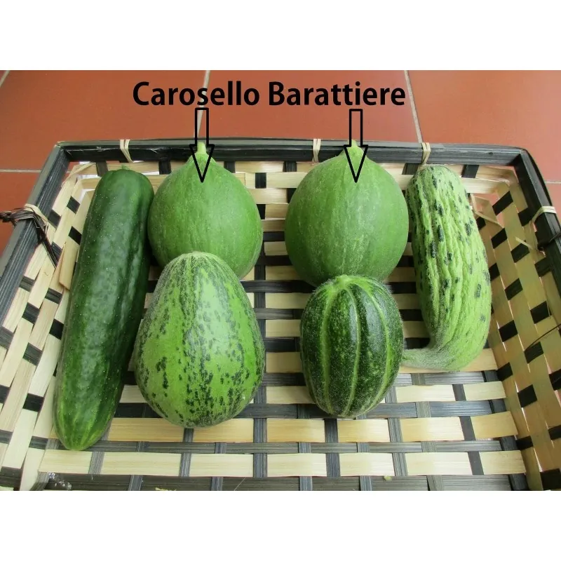 Cucumber Melon Seeds - Carosello Barattiere