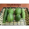 Cucumber Melon Seeds - Carosello Barattiere