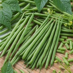 Price: €1.35 - Topcrop (Top Crop) Bush Green Bean Seeds - 