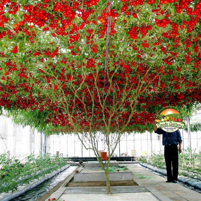 Semillas Gigante italiano de tomate de árbol 5 - 1