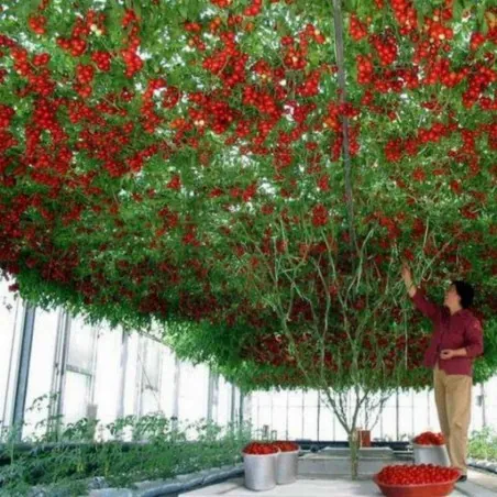 Riesige Italienische Baumtomate Samen
