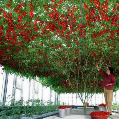 Price: €2.85 - Sementes Gigantes Italiano Árvore de Tomate - Seeds Gallery