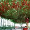 Sementes Gigantes Italiano Árvore de Tomate