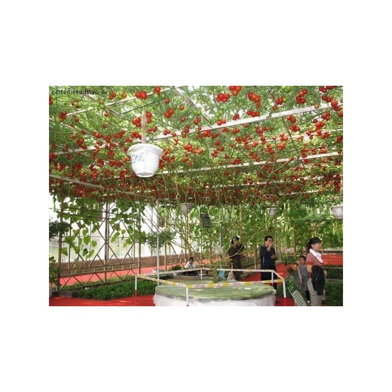 Price: €2.85 - Sementes Gigantes Italiano Árvore de Tomate - Seeds Gallery