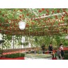 Price: €2.85 - Sementes Gigantes Italiano Árvore de Tomate - Seeds Gallery
