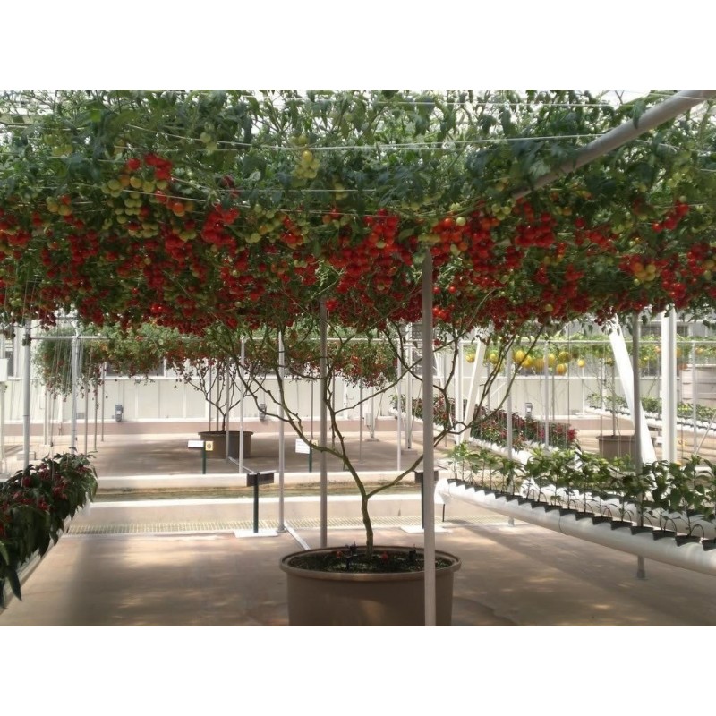 Price: €2.85 - Sementes Gigantes Italiano Árvore de Tomate - Seeds Gallery