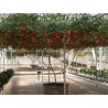 Price: €2.85 - Sementes Gigantes Italiano Árvore de Tomate - Seeds Gallery