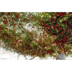 Rari Semi di albero di pomodoro italiano gigante 5 - 5