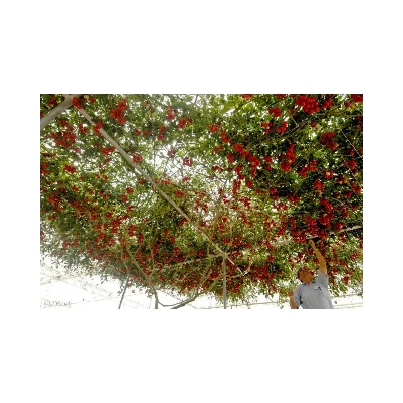 Riesige Italienische Baumtomate Samen