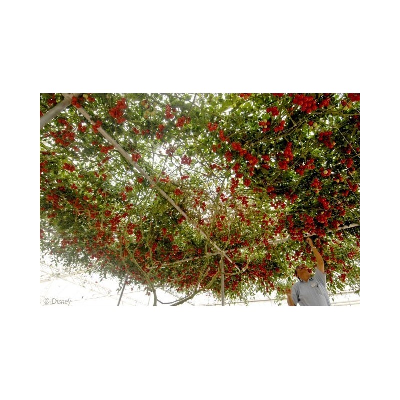 Price: €2.85 - Sementes Gigantes Italiano Árvore de Tomate - Seeds Gallery